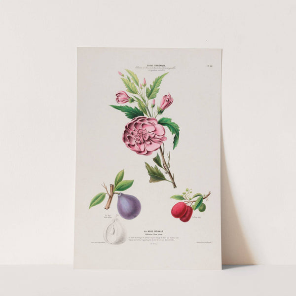 Flore d&#039;Amérique, dessinée d&#039;après nature sur les lieux Pl.110 by Etienne Denisse