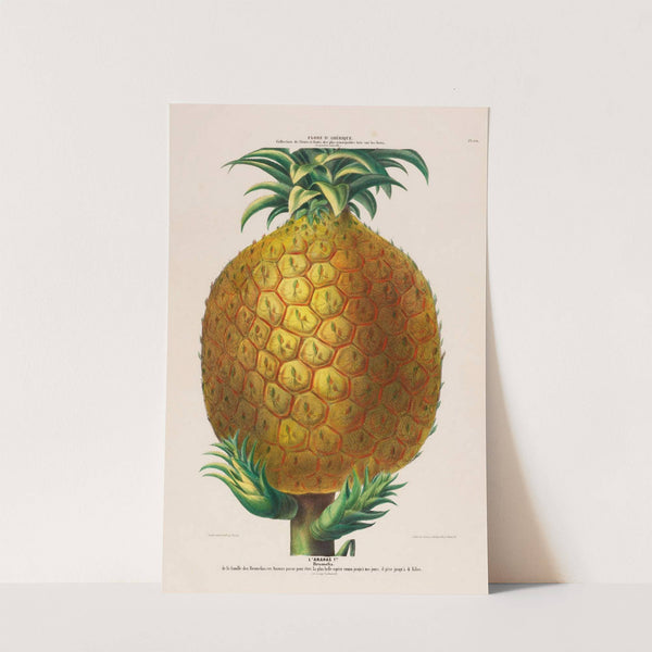 Flore d&#039;Amérique, dessinée d&#039;après nature sur les lieux Pl.114 by Etienne Denisse