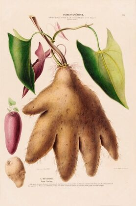 Flore d’AmeÌrique, dessineÌe d’apreÌs nature sur les lieux Pl.116