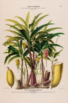 Flore d’AmeÌrique, dessineÌe d’apreÌs nature sur les lieux Pl.117