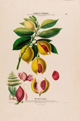 Flore d’AmeÌrique, dessineÌe d’apreÌs nature sur les lieux Pl.118