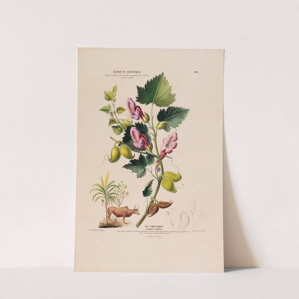 Flore d&#039;Amérique, dessinée d&#039;après nature sur les lieux Pl.119 by Etienne Denisse