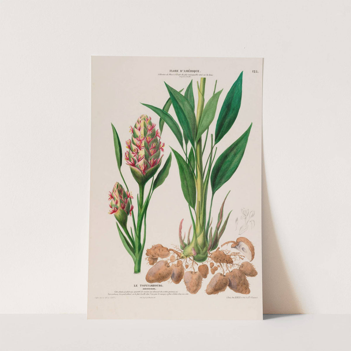 Flore d'Amérique, dessinée d'après nature sur les lieux Pl.125 by Etienne Denisse