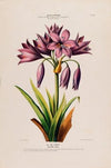 Flore d’AmeÌrique, dessineÌe d’apreÌs nature sur les lieux Pl.126