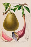 Flore d’AmeÌrique, dessineÌe d’apreÌs nature sur les lieux Pl.135