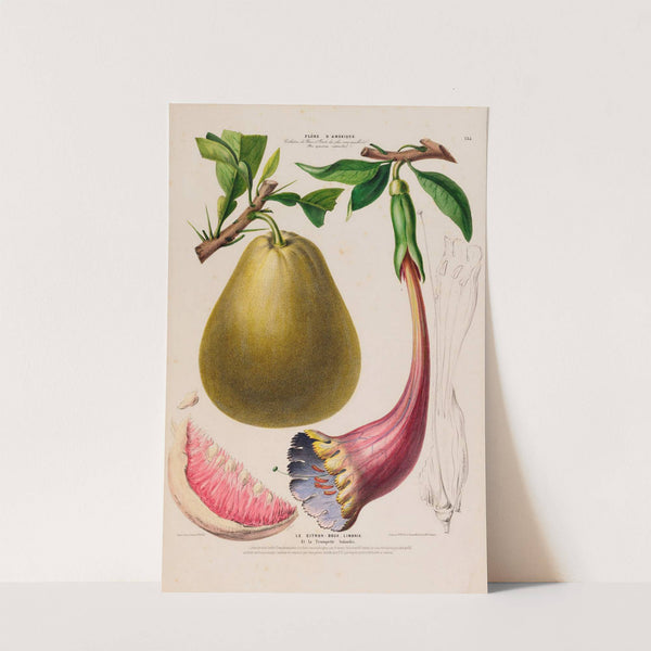 Flore d&#039;Amérique, dessinée d&#039;après nature sur les lieux Pl.135 by Etienne Denisse