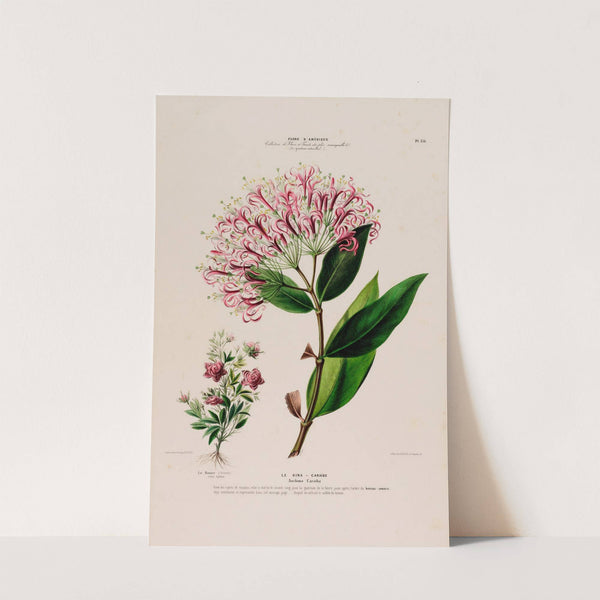 Flore d&#8217;Amérique, dessinée d&#8217;après nature sur les lieux Pl.136 (1843) by Etienne Denisse