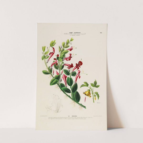 Flore d&#8217;Amérique, dessinée d&#8217;après nature sur les lieux Pl.162 (1843) by Etienne Denisse