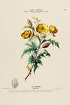 Flore d’Amérique, dessinée d’après nature sur les lieux Pl.164