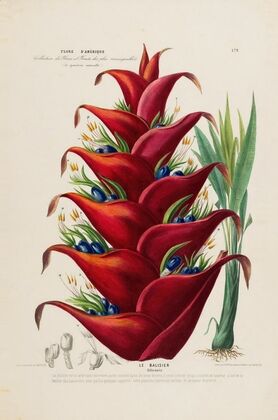 Flore d’AmeÌrique, dessineÌe d’apreÌs nature sur les lieux Pl.179
