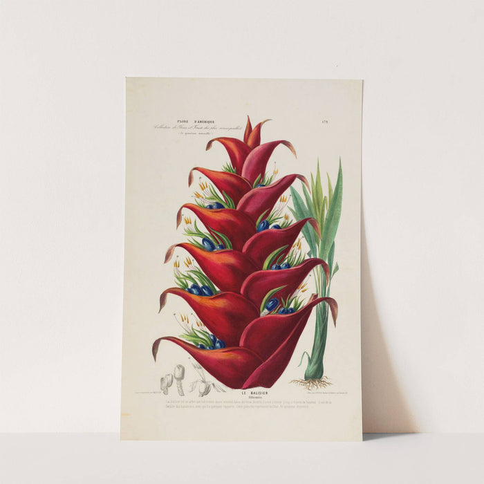 Flore d'Amérique, dessinée d'après nature sur les lieux Pl.179 by Etienne Denisse