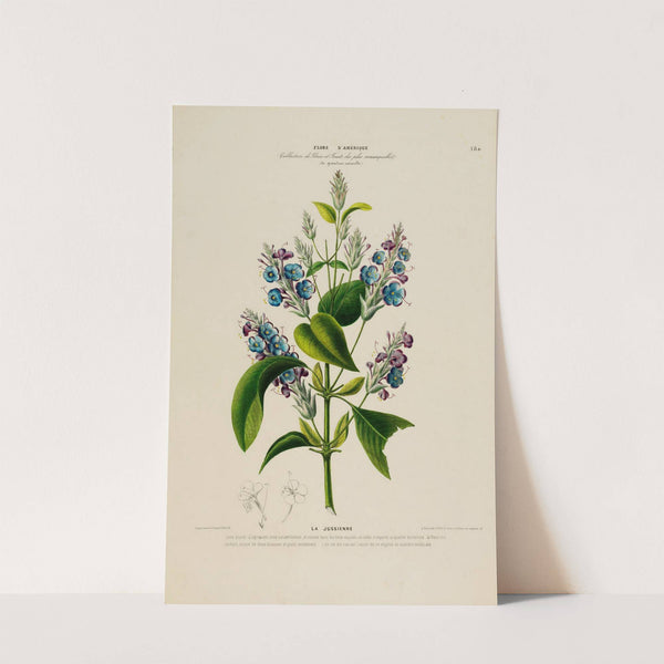 Flore d&#039;Amérique, dessinée d&#039;après nature sur les lieux Pl.180 by Etienne Denisse