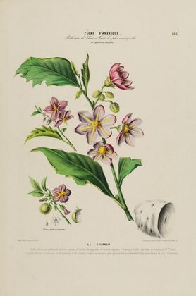 Flore d’AmeÌrique, dessineÌe d’apreÌs nature sur les lieux Pl.183