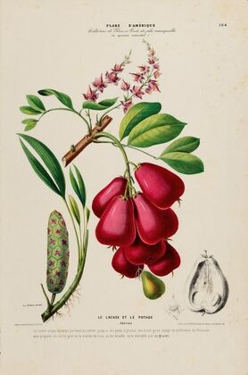 Flore d’AmeÌrique, dessineÌe d’apreÌs nature sur les lieux Pl.184