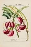Flore d’AmeÌrique, dessineÌe d’apreÌs nature sur les lieux Pl.186