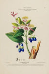 Flore d’AmeÌrique, dessineÌe d’apreÌs nature sur les lieux Pl.191