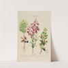 Flore d&#039;Amérique, dessinée d&#039;après nature sur les lieux Pl.193 by Etienne Denisse