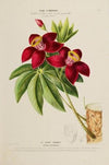 Flore d’AmeÌrique, dessineÌe d’apreÌs nature sur les lieux Pl.197