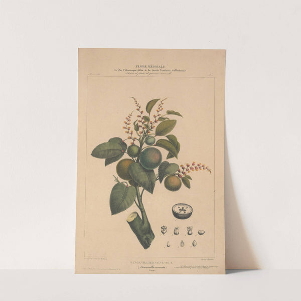 Flore d&#039;Amérique Pl.01 by Etienne Denisse