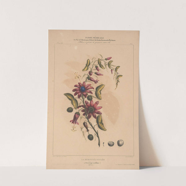 Flore d&#039;Amérique Pl.11 by Etienne Denisse