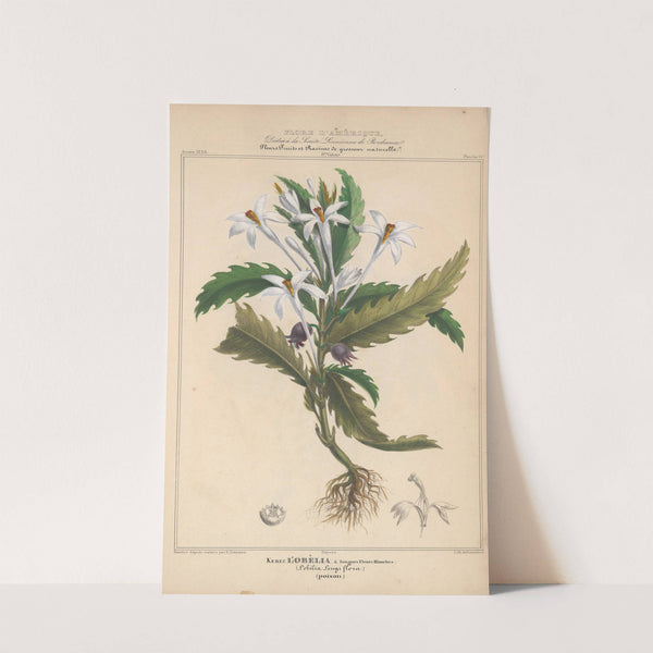 Flore d&#039;Amérique Pl.14 by Etienne Denisse