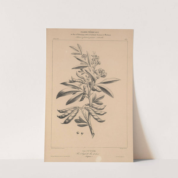 Flore d&#039;Amérique Pl.33 by Etienne Denisse