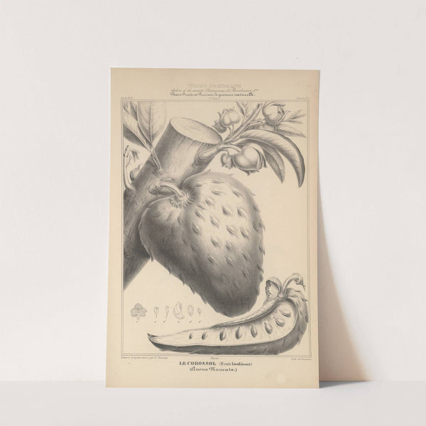 Flore d&#039;Amérique Pl.41 by Etienne Denisse