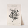 Flore d&#039;Amérique Pl.46 by Etienne Denisse