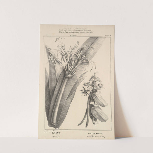 Flore d&#039;Amérique Pl.48 by Etienne Denisse