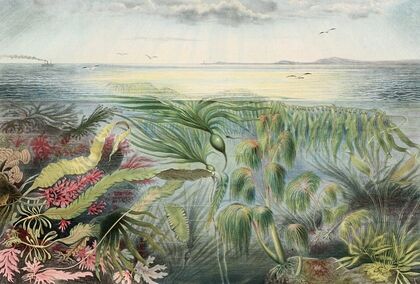 Flore de la mer