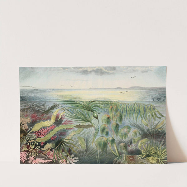 Flore de la mer (1866) by Alfred Frédol