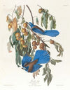 Florida jay