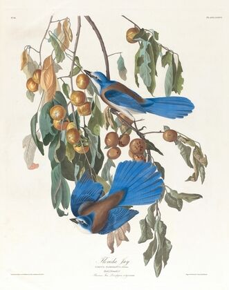 Florida jay
