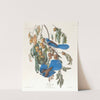 Florida jay by John James Audubon