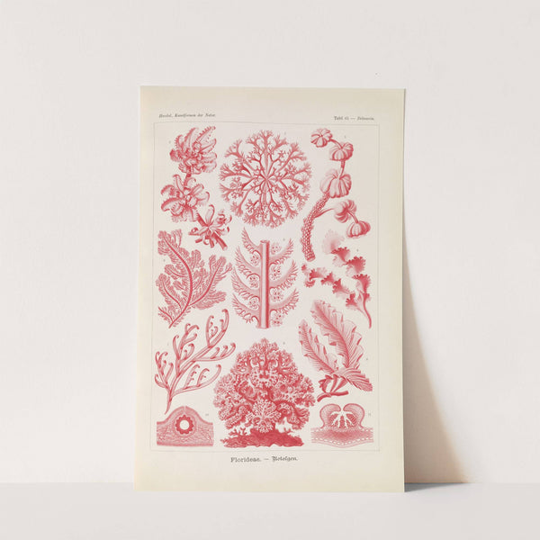 Florideae. - Rotalgen by Ernst Haeckel