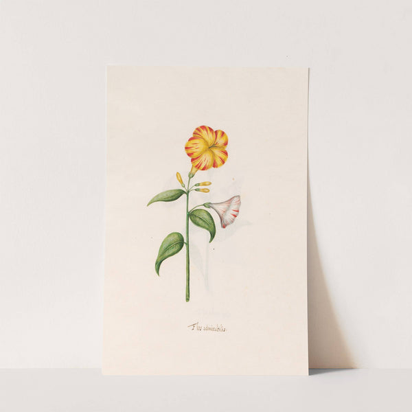 Flos admirabilis (1692) by Magdelena Rosina Funck