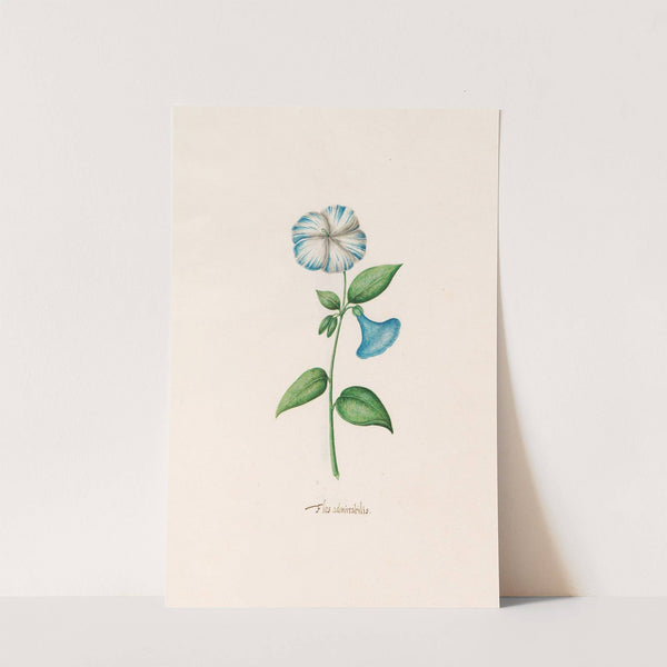 Flos admirabilis (1692) by Magdelena Rosina Funck