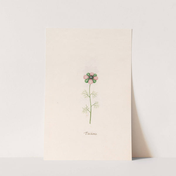 Flos Adonis (1692) by Magdelena Rosina Funck