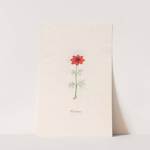Flos Adonis (1692) by Magdelena Rosina Funck