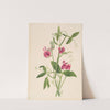 Flower Study (1879) by Mary Vaux Walcott