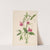 Flower Study (1879) by Mary Vaux Walcott