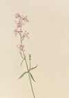 Pedicularis raremosa (1904)
