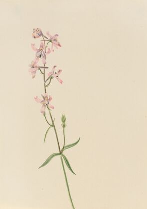 Pedicularis raremosa (1904)
