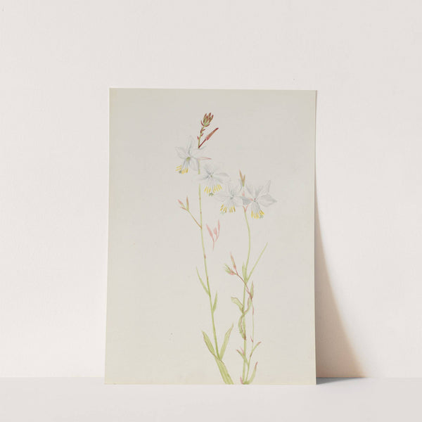 Flower Study by Mary Vaux Walcott