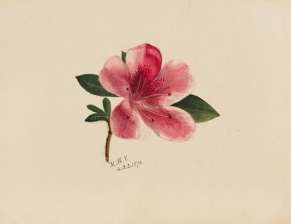 Eremalche rotundifolia (1935)