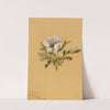 Flower Study (1883) by Mary Vaux Walcott