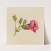 Flower Study (ca. 1876) by Mary Vaux Walcott