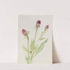 Flower Study by Mary Vaux Walcott