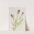 Flower Study by Mary Vaux Walcott