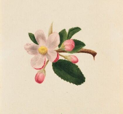 Flower Study (ca. 1876)